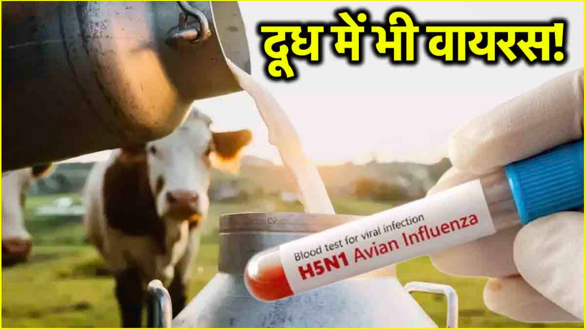 दूध में मौजूद H5N1 वायरस पर एंटीवायरल दवाओं का भी असर फेल, स्टडी से हुआ खुलासा