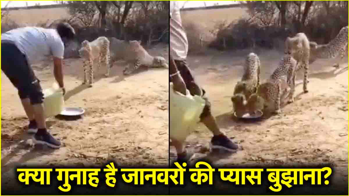 5 प्यासे चीतों को पानी पिलाने वाला शख्स सस्पेंड, कूनो नेशनल पार्क से वायरल हुआ था वीडियो