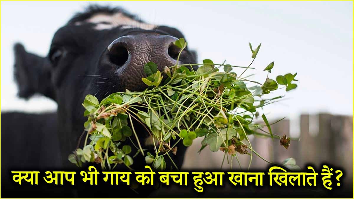 गाय को बचा हुआ खाना खिलाने से क्या पाप लगता है? जानें