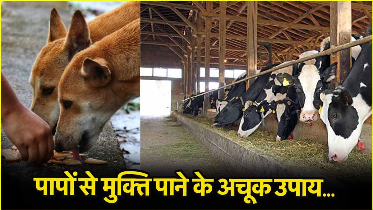 रोजाना खिलाएं इन जानवरों को खाना, हर तरह की समस्या से मिलेगा छुटकारा!