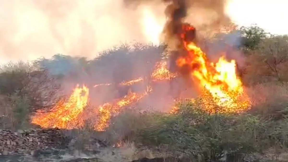 कोटा के मुकुंदरा टाइगर रिजर्व में लगी आग; खाक हुआ 35 KM जंगल