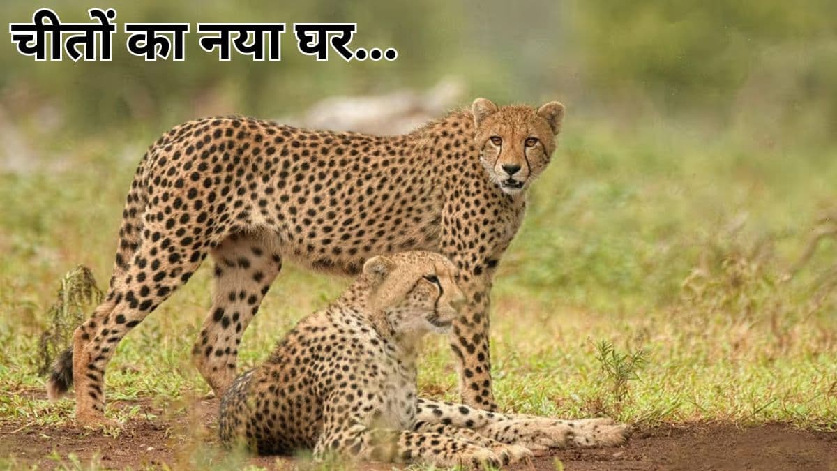 MP News: जहां फिर से गूंजेगी चीतों की दहाड़... उस 'गांधी सागर सेंचुरी' की क्या है खासियत?