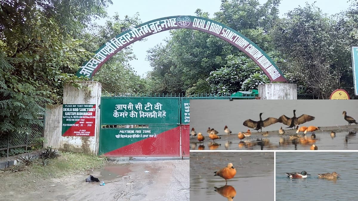 बर्ड सेंचुरी में टूरिस्ट को मिलेगी ये सुविधा, देशी के साथ विदेशी पक्षियों का भी करेंगे दीदार