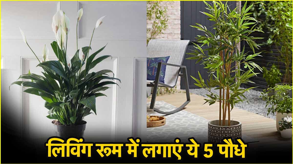 इन 5 आकर्षक पौधों से सजाएं लिविंग रूम, घर में ला देंगे सुंदरता और ताजगी का माहौल!