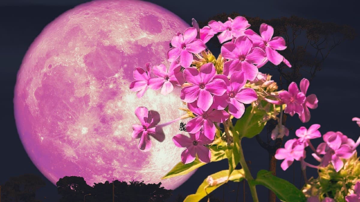 Pink Moon