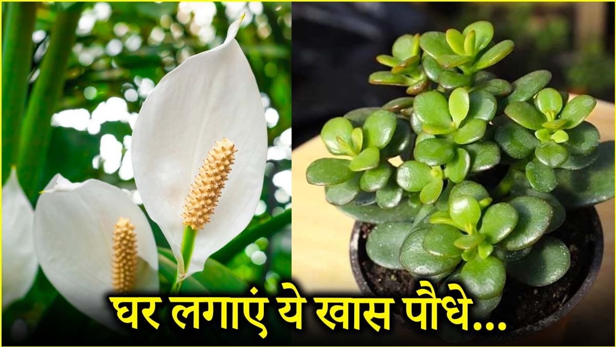 पाजिटिविटी और सुंदरता बढ़ाने के लिए घर पर लगाएं ये 4 पौधे