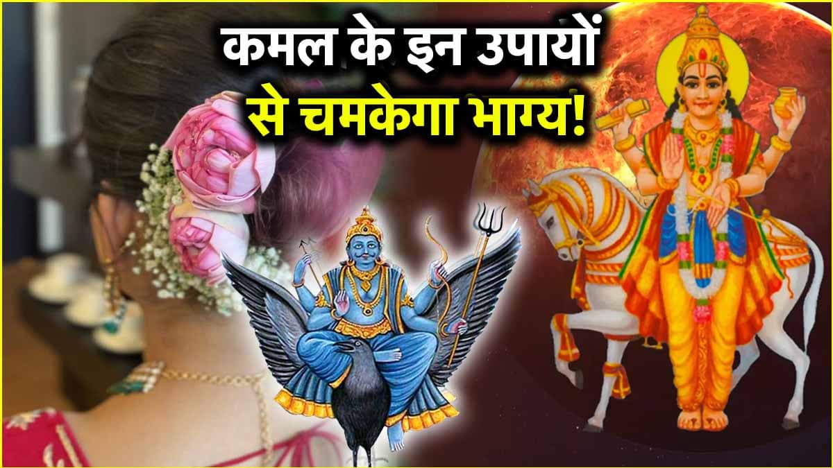 कमल के फूल से चमकेंगे किस्मत के सितारे! शुक्र और शनि की मेहरबानी से होगी धन वर्षा!