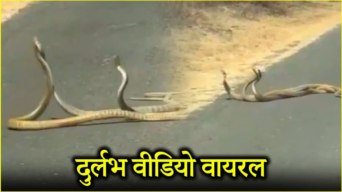 बीच सड़क पर इस हालत में दिखे सांप, देखने वाले गए कांप, देखें डरा देने वाला वीडियो