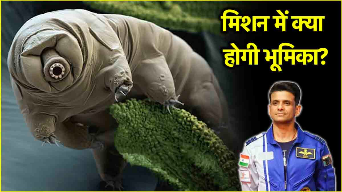 भारत के शुभांशु के साथ अंतरिक्ष में जाएंगे वॉटर बियर्स, जानें इनकी खासियत?