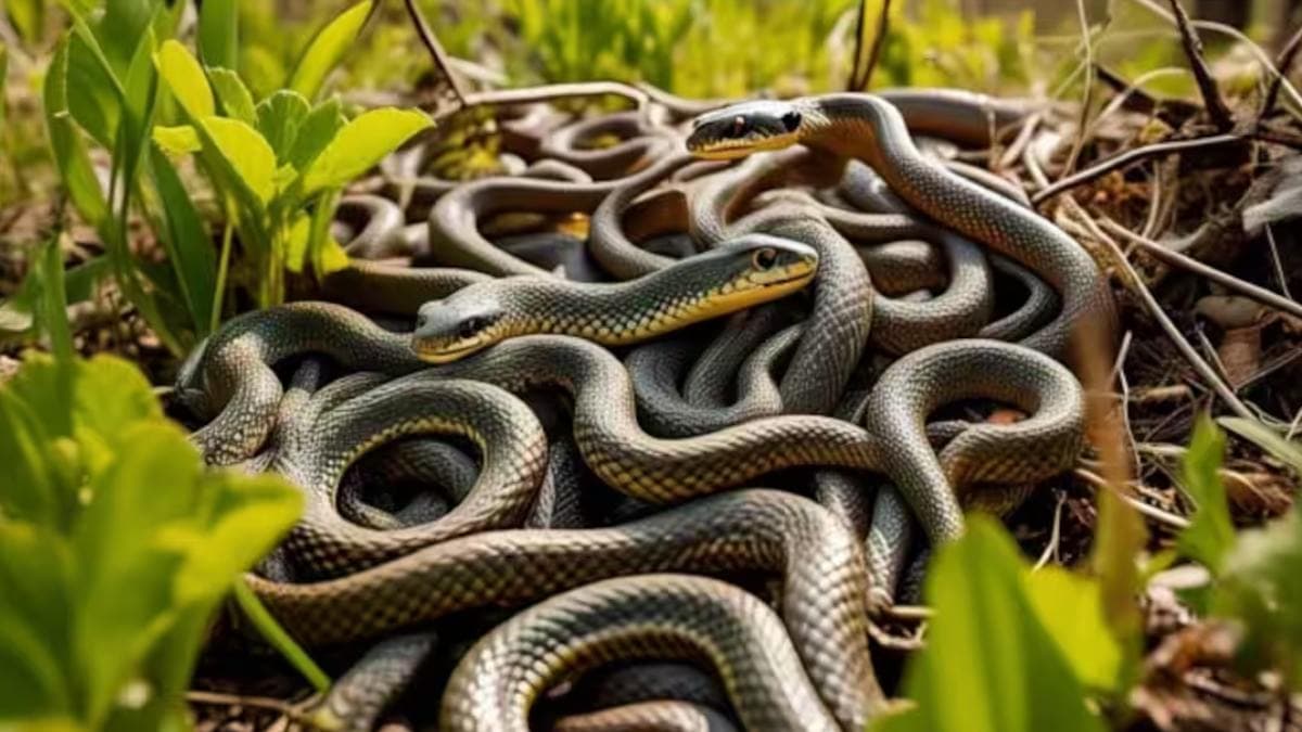75 हजार सांपों की बारात, कनाडा के नार्सिस में दिखा अनोखा नजारा
