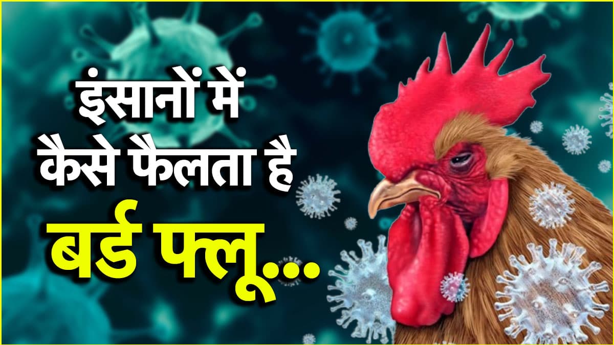 यूपी में बर्ड फ्लू का कहर, कितनी घातक है ये बीमारी? जानें लक्षण और बचाव के तरीके