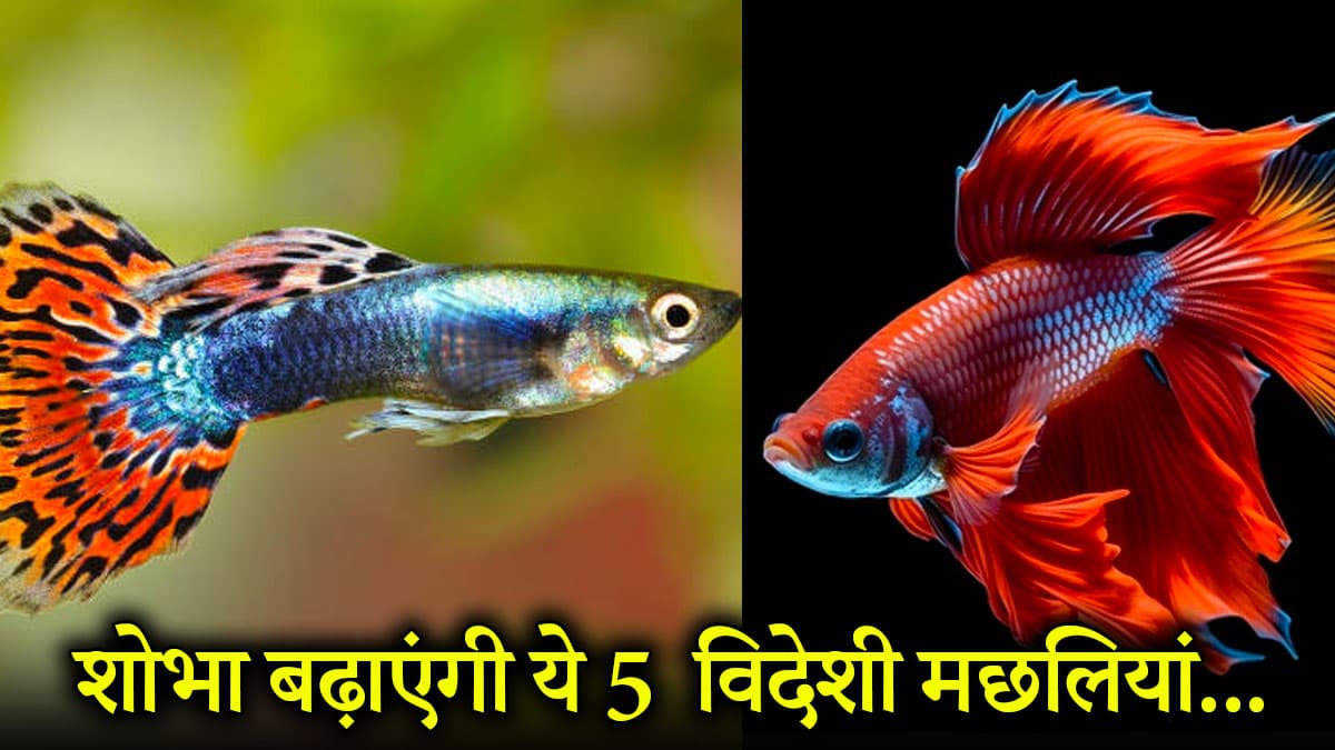 Exotic Fishes: एक्वेरियम की शोभा बढ़ाएंगी ये 5 सुंदर और अनोखी विदेशी मछलियां, सौभाग्य का भी प्रतीक