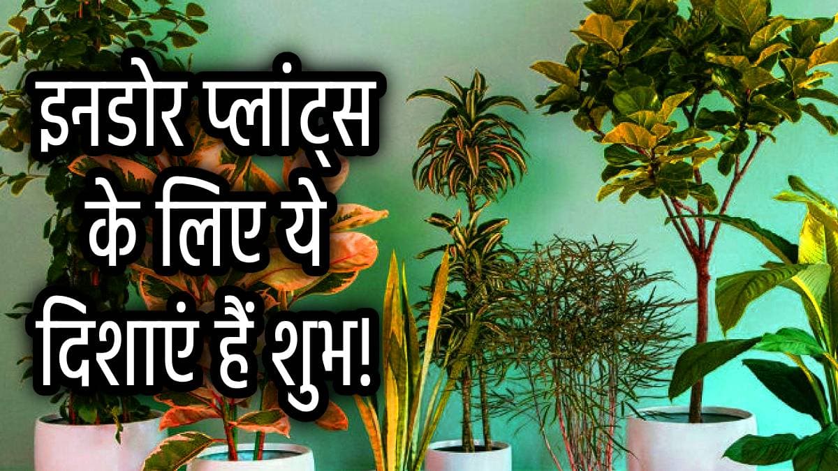 Money Attracting Plants: केवल मनी प्लांट नहीं, ये 5 पौधे भी धन, समृद्धि और सौभाग्य करते हैं आकर्षित