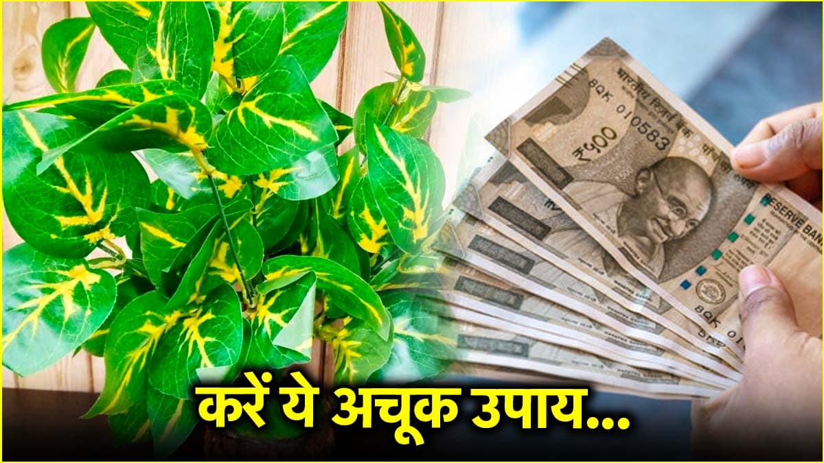 बुध-शुक्र और शनि को खुश करने के लिए घर में रखें ये एक चीज, पैसों की कमी से जल्द मिलेगा छुटकारा