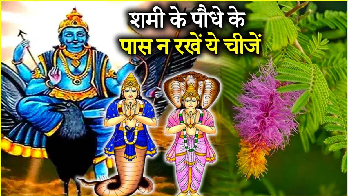 Shami Plant: शनि, राहु और केतु के बुरे प्रकोप से बचाता है शमी का पौधा, भूलकर भी न करें ये 3 गलतियां