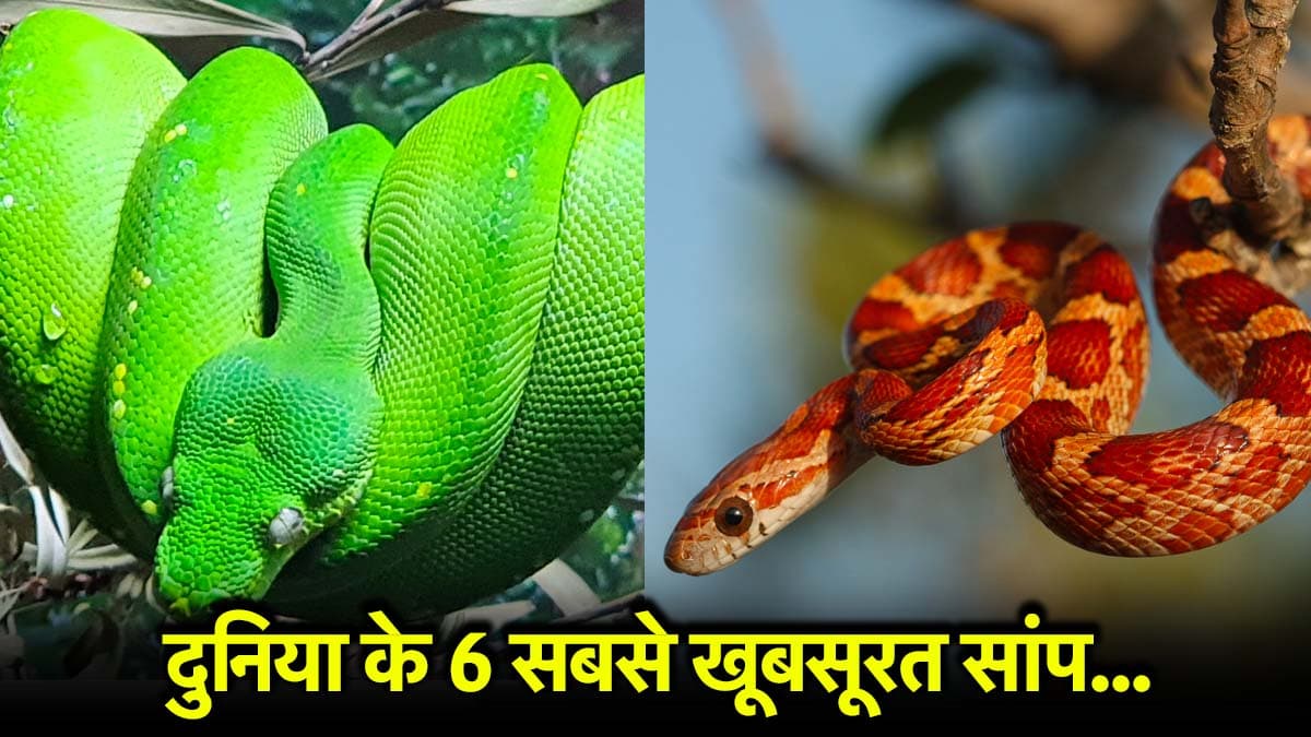 रंगों की दुनिया में सांप भी पीछे नहीं, ये हैं 5 सबसे खूबसूरत प्रजातियां