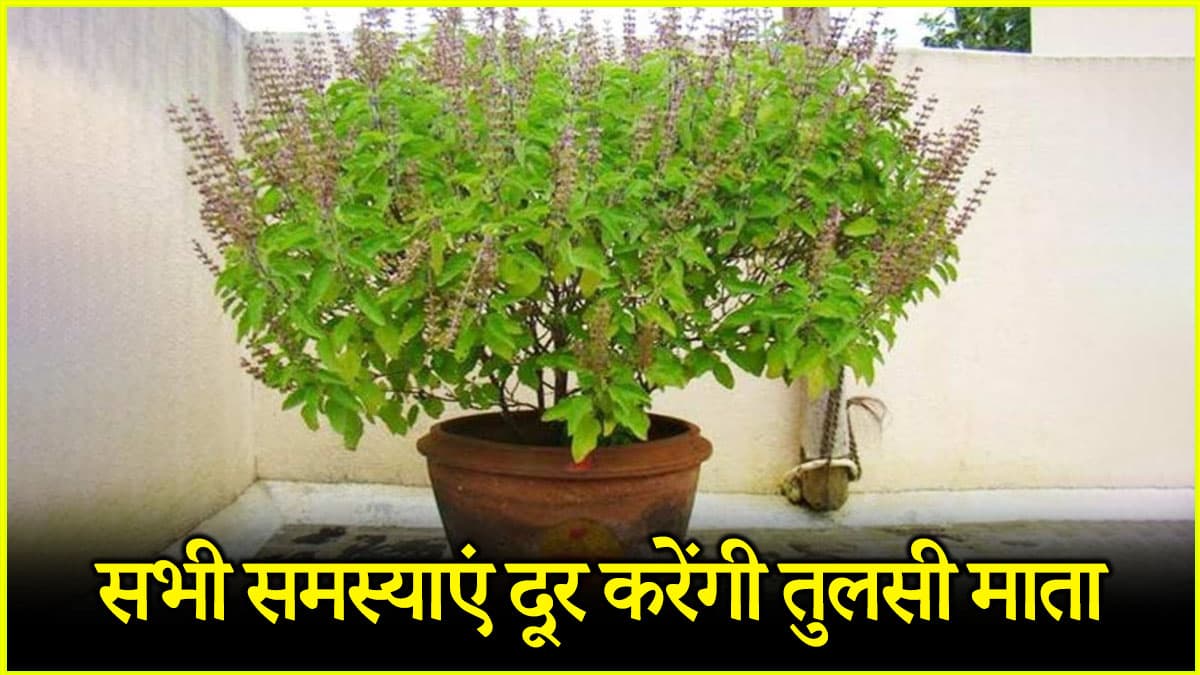 अच्छा करियर, दौलत और शोहरत देंगे तुलसी के ये 5 उपाय, ज्येष्ठ माह में अपनाएं