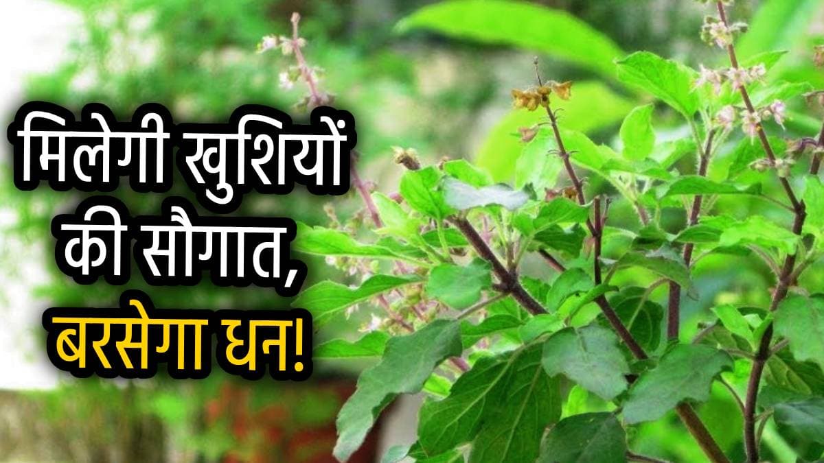 Apara Ekadashi 2025: आज शाम करें तुलसी के ये 3 उपाय, मां लक्ष्मी धन से भर देंगी घर