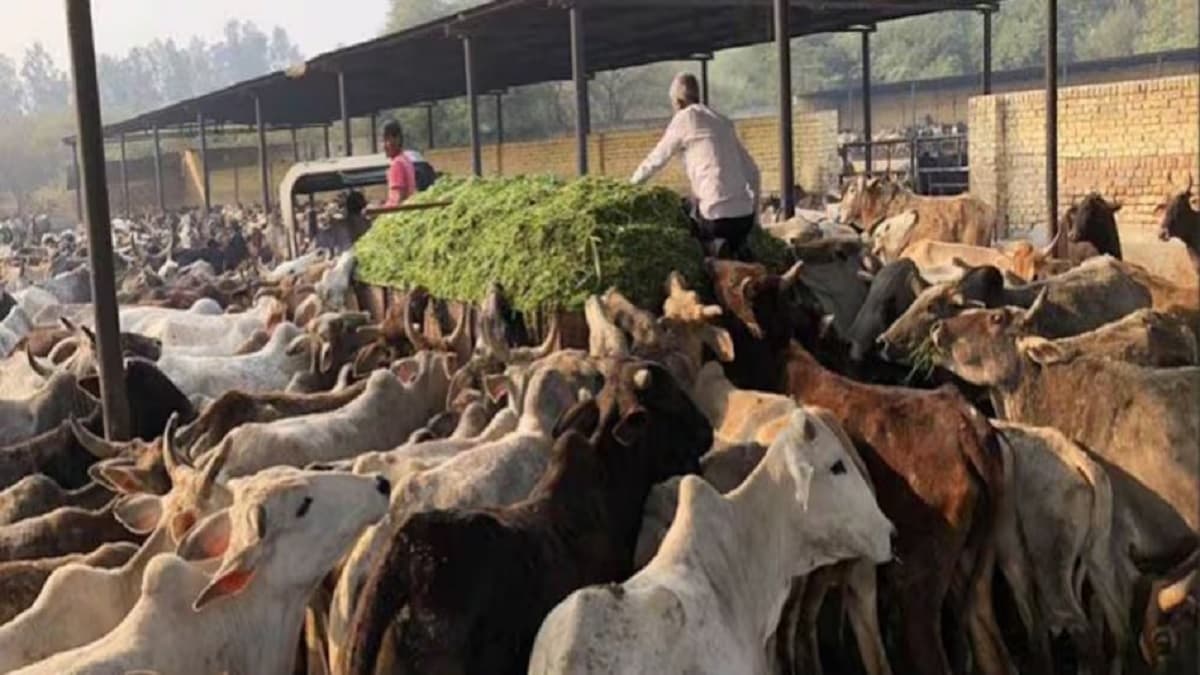 गौशाला