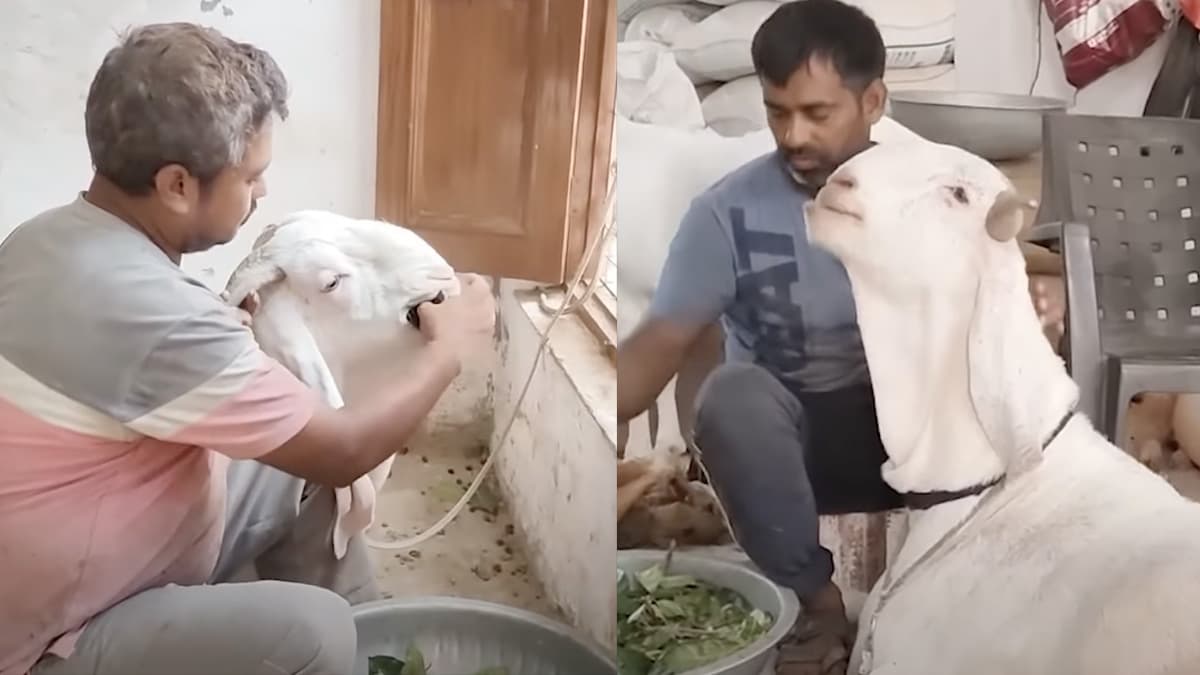 Video: 10 लाख के दो बकरे, फिर भी बेचने को क्यों तैयार नहीं मालिक? डाइट चार्ट जानकर हैरान रह जाएंगे