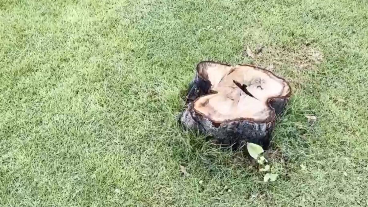 अरे ये क्या! KGMU कुलपति आवास से चोरी हो गया कीमती पेड़, दर्ज हुई FIR