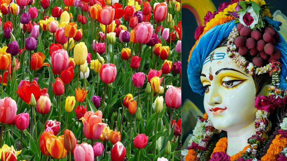 भगवान शिव को न चढ़ाएं ये फूल, अनजाने में भी मत करें ये भूल