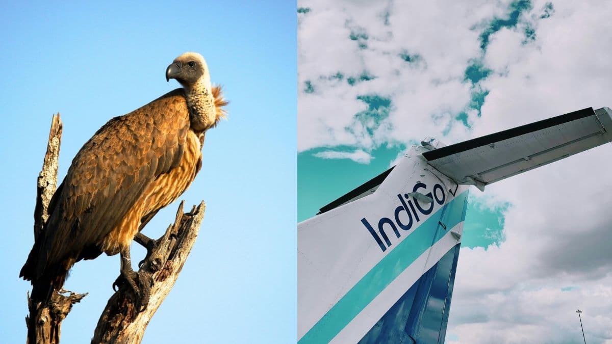 Vulture power