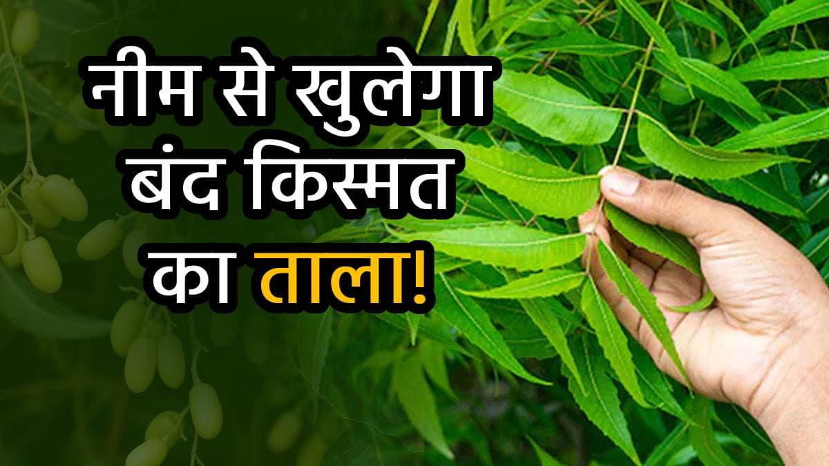 Neem ke Totke: कड़वे नीम का मीठा जादू, ये 5 गुप्त ज्योतिष उपाय बदल सकते हैं किस्मत, खुलेंगे धन के द्वार