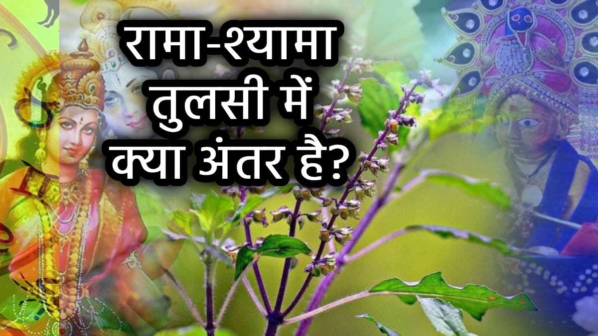 Rama Shyama Tulsi: हर हिन्दू घर की जरूरत है तुलसी, जानिए 'रामा' और 'श्यामा' तुलसी में क्या है खास और क्यों लगाएं इन्हें?