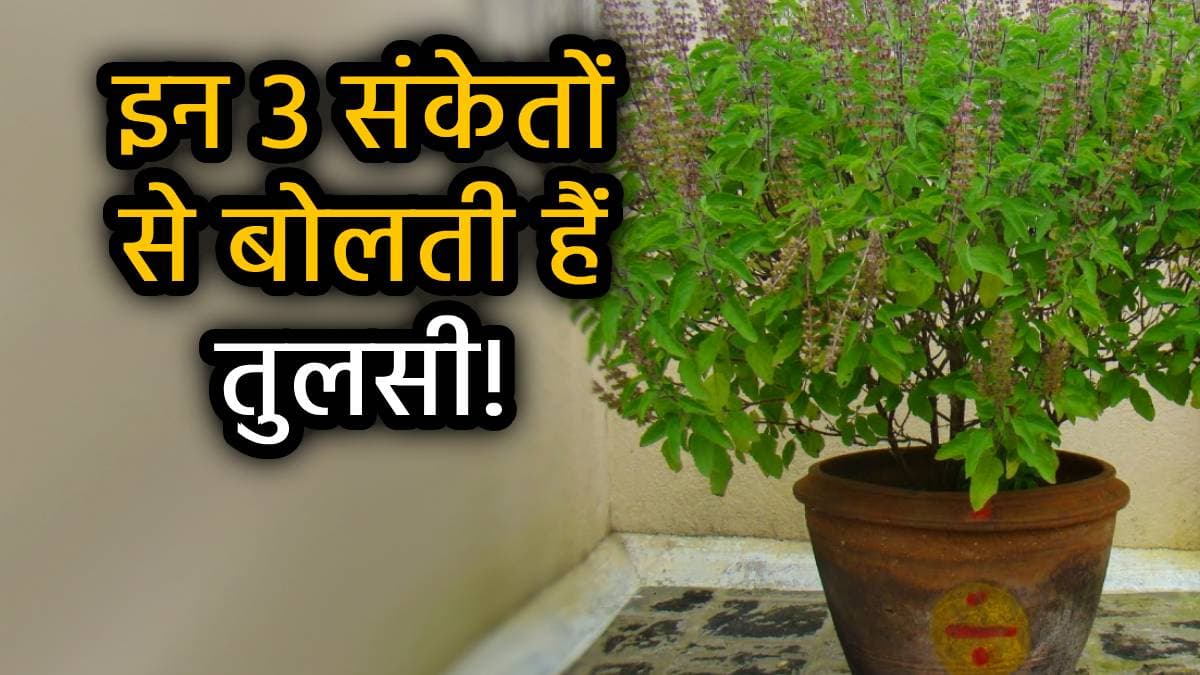 Tulsi ke Shubh Sanket: तुलसी मां बताएंगी कब खुलेगा भाग्य का दरवाजा, यदि दिखते हैं ये 5 संकेत; हो जाएंगे मालामाल