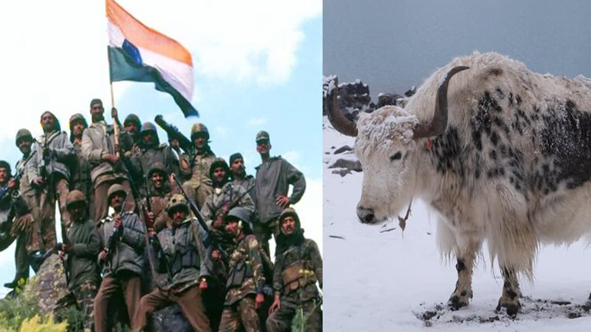 Kargil Vijay Diwas: 'याक' नहीं खोया होता तो बदल जाती 'कारगिल' की तस्वीर, पढ़िए पूरी कहानी