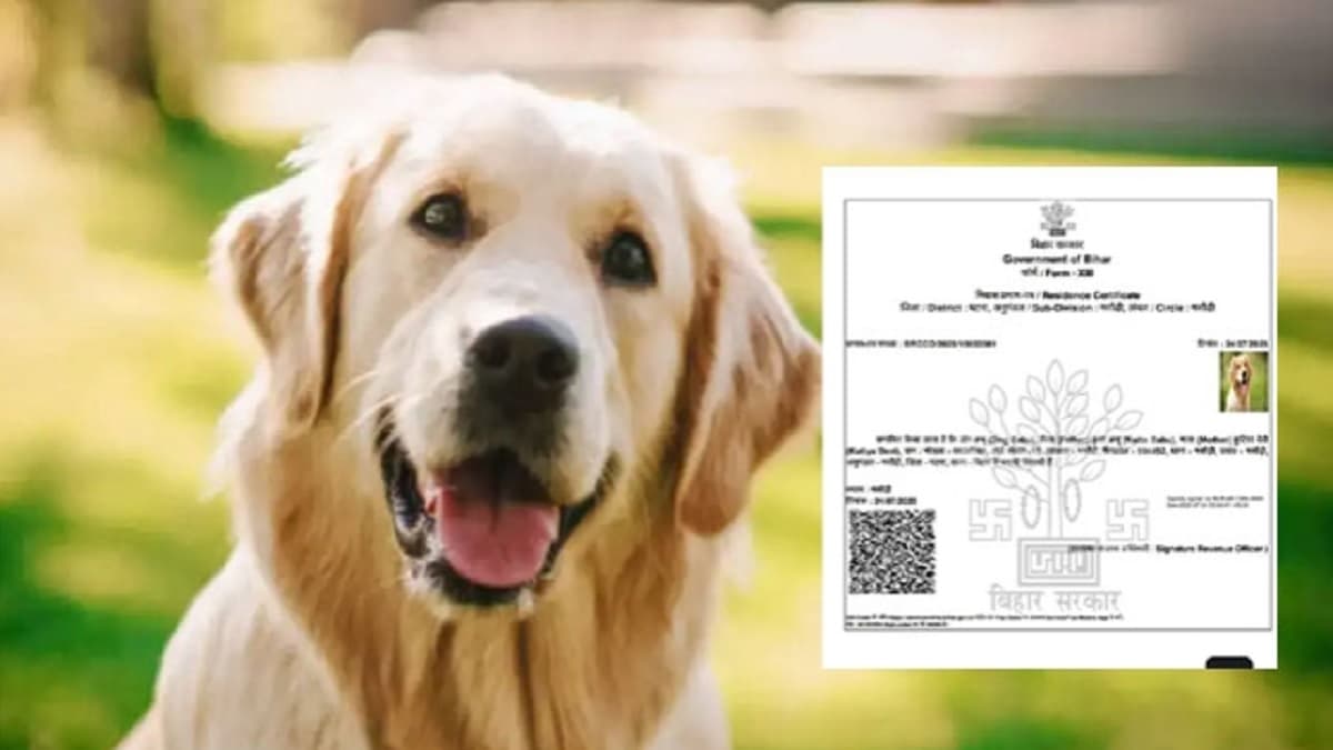Bihar News, Patna News, Residence certificate, Dog Babu, Bihar Government, Bihar Police, Patna Police, बिहार समाचार, पटना समाचार, निवास प्रमाण पत्र, कुत्ता बाबू, बिहार सरकार, बिहार पुलिस, पटना पुलिस