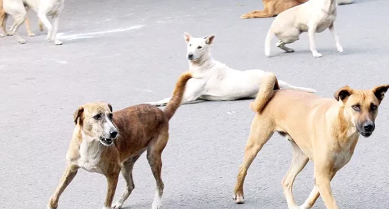 गाजियाबाद के बृज विहार में आवारा कुत्तों का आतंक, 3 साल के बच्चे को बुरी तरह काटा