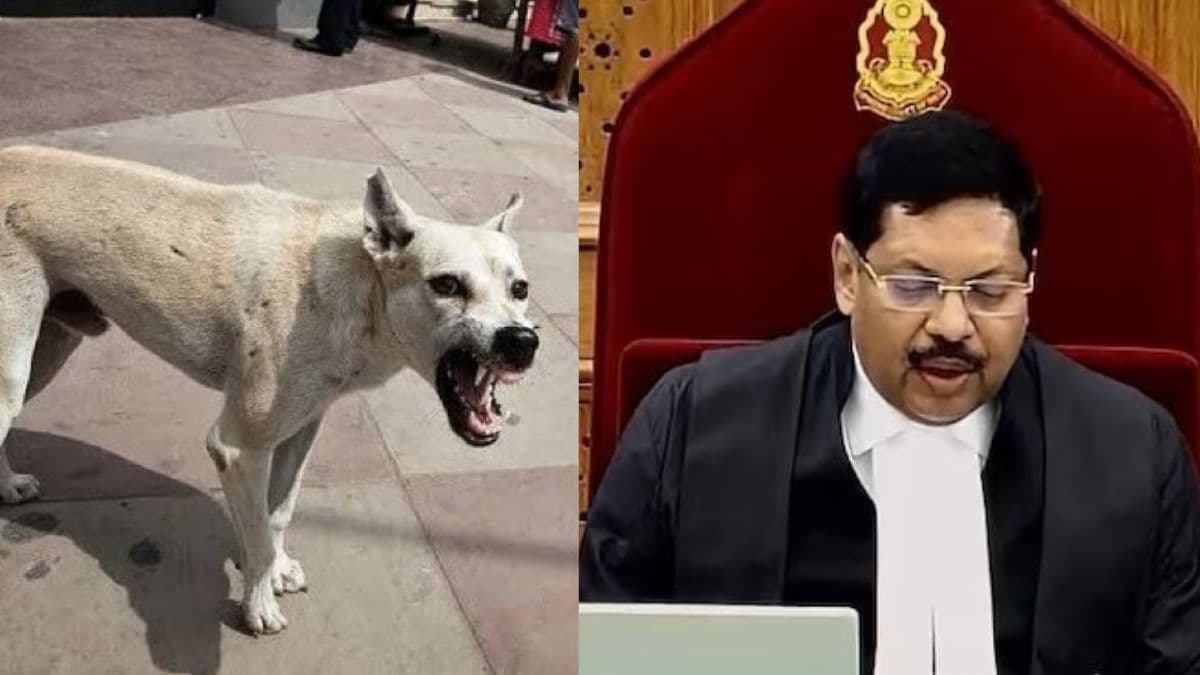 डॉग लवर्स के लिए अच्छी खबर, CJI बोले- फैसले पर कर सकते हैं पुनर्विचार