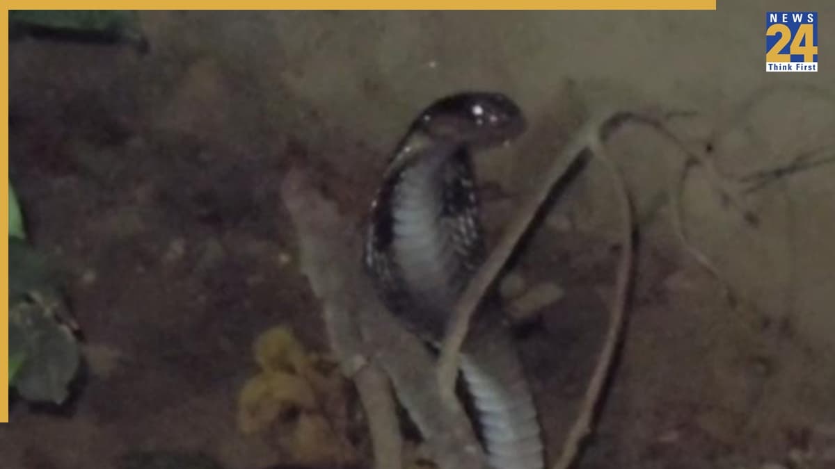 Cobra Found In Greater Noida
