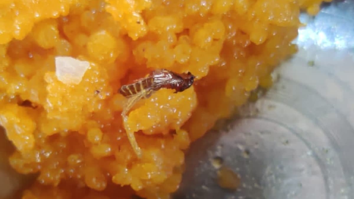 Cockroach In Laddu