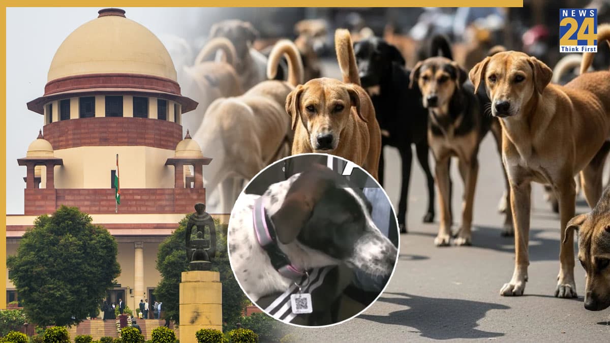 QR कोड, GPS स्मार्ट कॉलर… आवारा कुत्तों पर शिमला से सीखे दिल्ली-NCR, डॉग लवर्स के लिए खुशखबरी