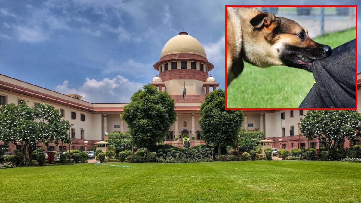 आवारा कुत्तों पर SC का हंटर! पकड़ने के निर्देश, कहां जाएगा 80 हजार का झुंड?