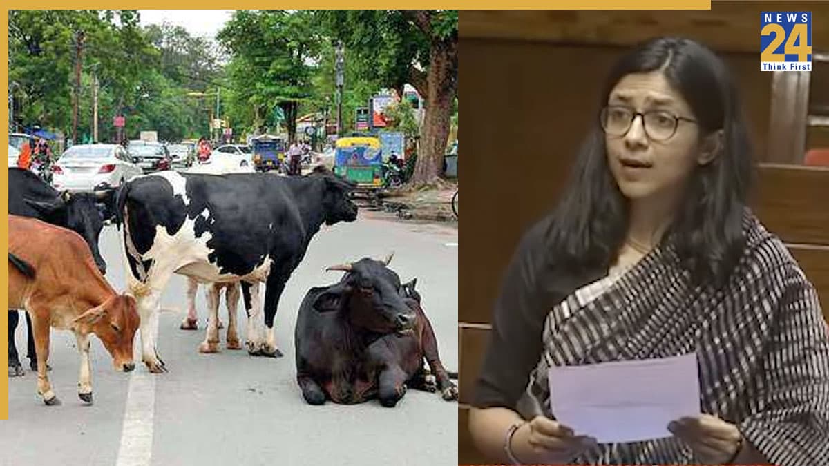 Video: दिल्ली में कुत्तों के बाद उठा गाय-भैंसों का मुद्दा, स्वाती मालिवाल बोलीं- सड़कों पर छोड़ दिया जाता है