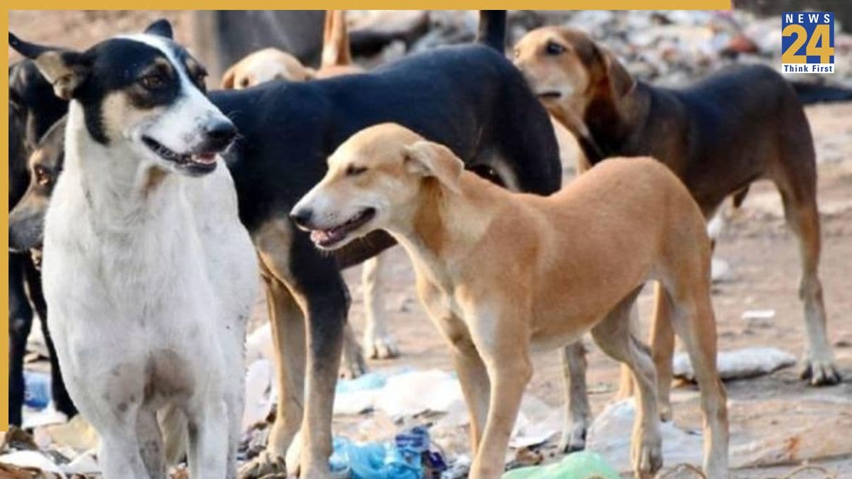 दिल्ली में 10 लाख आवारा कुत्तों को लगाई जाएगी माइक्रोचिप, एनिमल बोर्ड बैठक में अहम फैसला