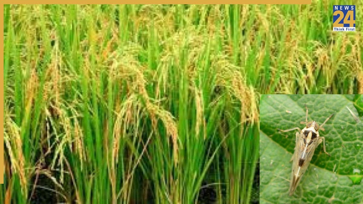 पंजाब में फसलों पर फैला चाइनीज वायरस, इस तरह हो रही धान की फसल बर्बाद