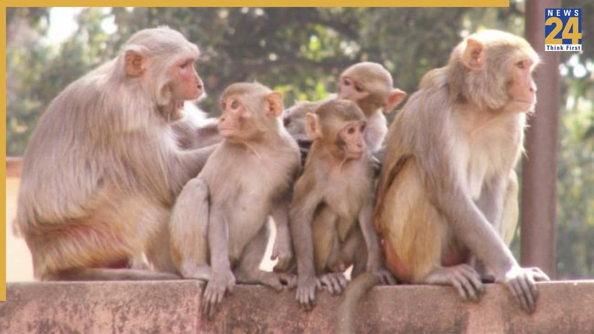कमरे में सो रहे ढाई माह के मासूम को उठा ले गए बंदर, छत पर ले जाकर ड्रम में फेंका