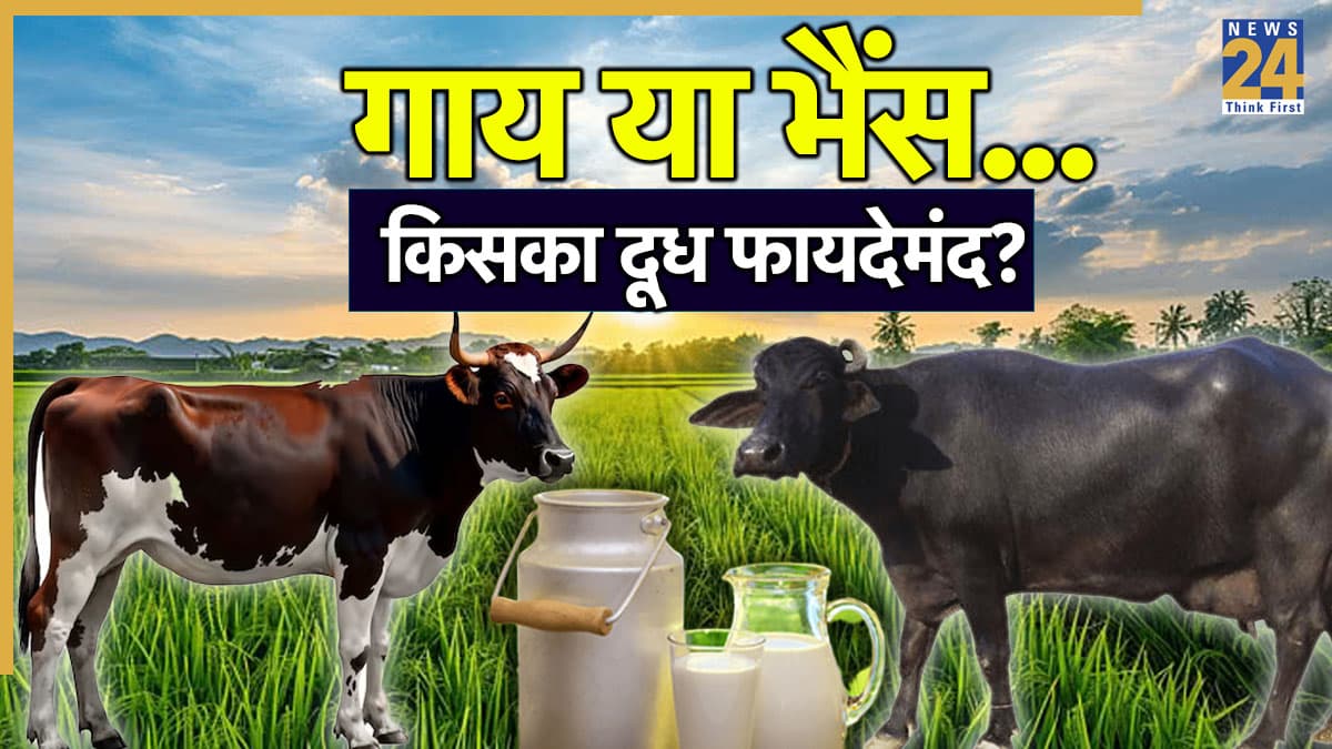 गाय का या भैंस का… दोनों में से किसका दूध है ज्यादा फायदेमंद?