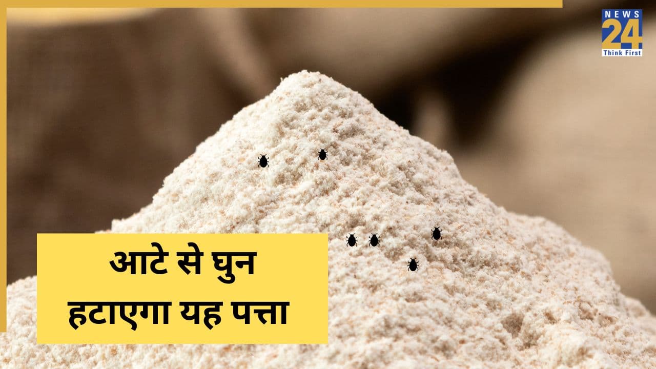 आटे में घुन ना लग जाए इसलिए डिब्बे में डाल दें यह पत्ता, कीड़े रहेंगे दूर