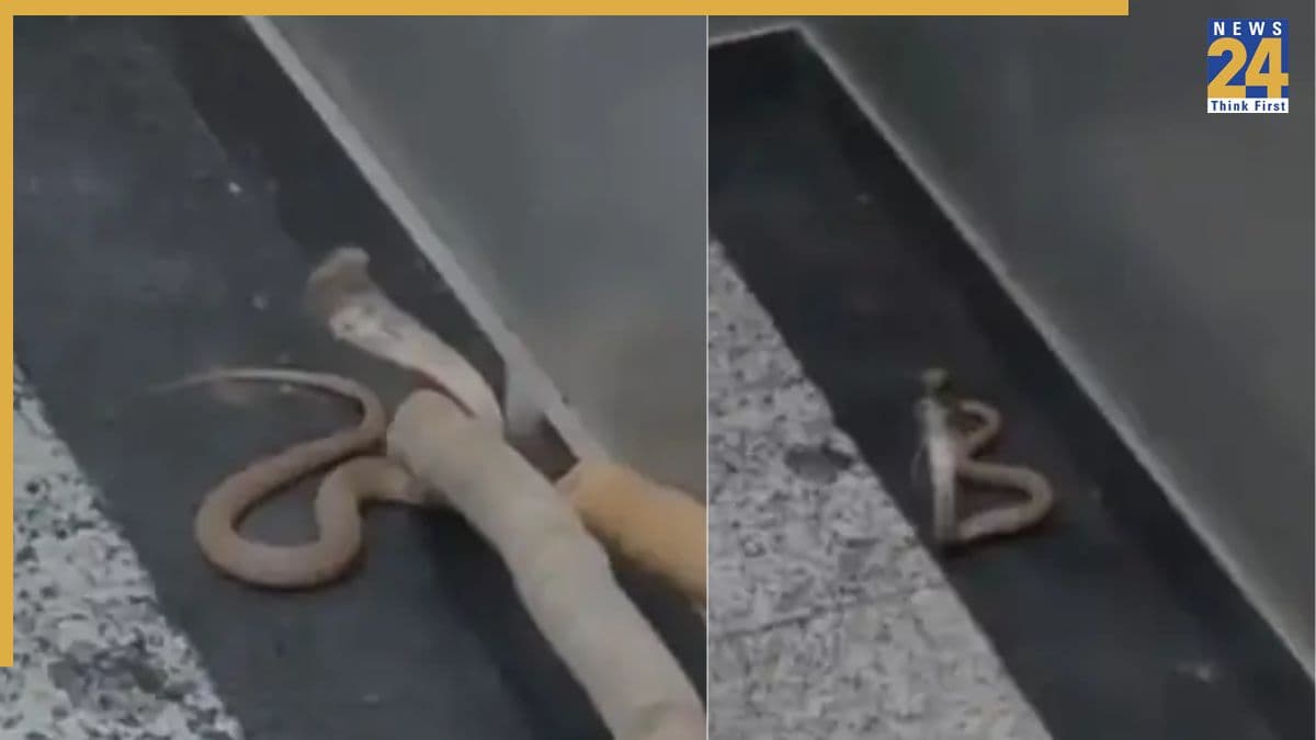 Noida News, Noida Latest News, Noida Today's News, Golden Palm Society, Noida Lift, Snake, Cobra, Noida Sector-168, नोएडा न्यूज, नोएडा ताजा खबर, नोएडा आज की खबर, गोल्डन पाम सोसायटी, नोएडा लिफ्ट, सांप, कोबरा, नोएडा सेक्टर-168
