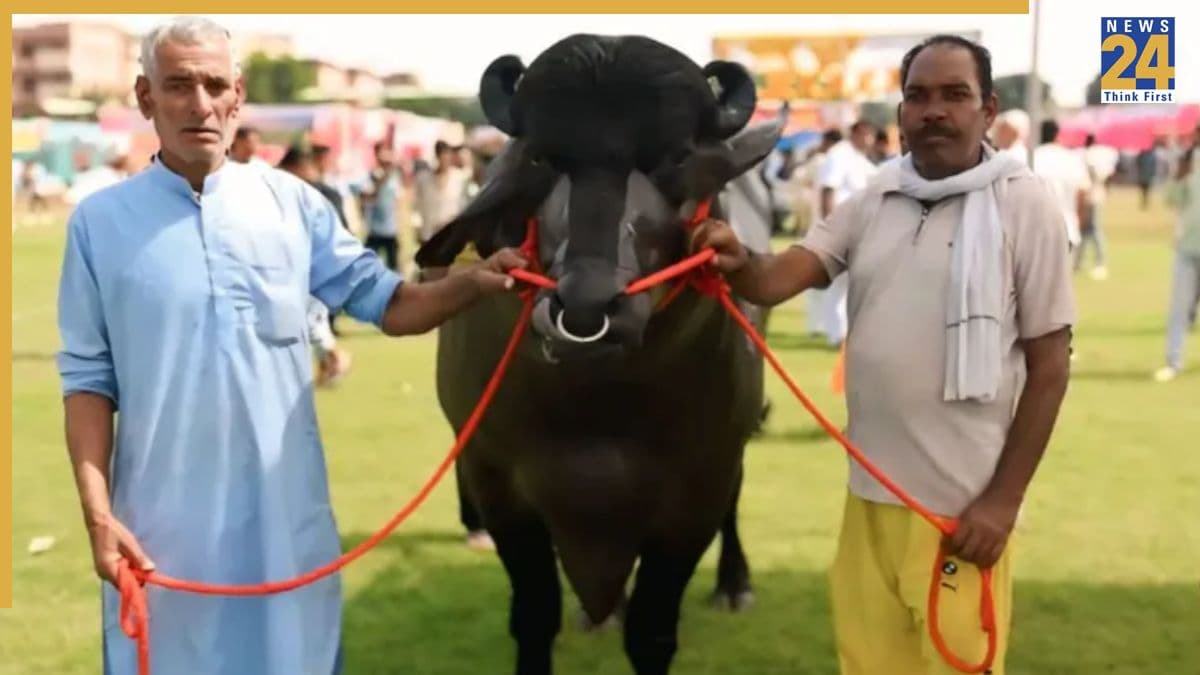रोजाना 20 लीटर दूध, ड्राई फ्रूट और देसी घी की मालिश, सुपरस्टार जैसा दिखा मुर्रा ‘विधायक’ का मेरठ के मेले में रुतबा