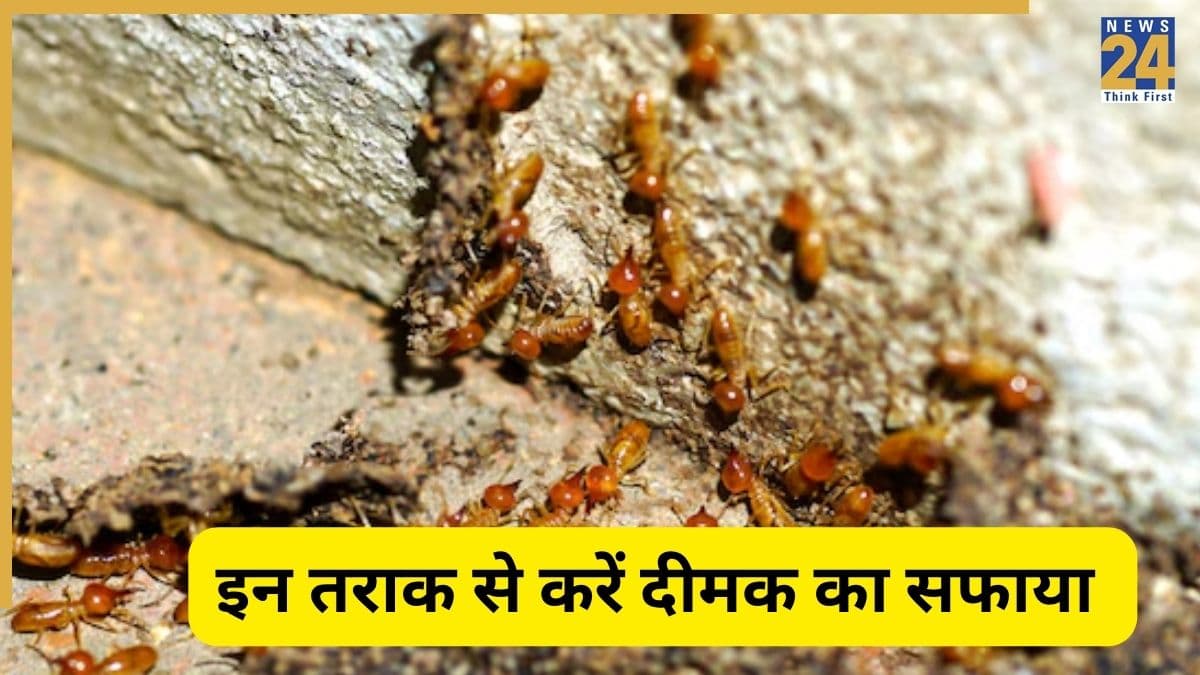 termite removal tips