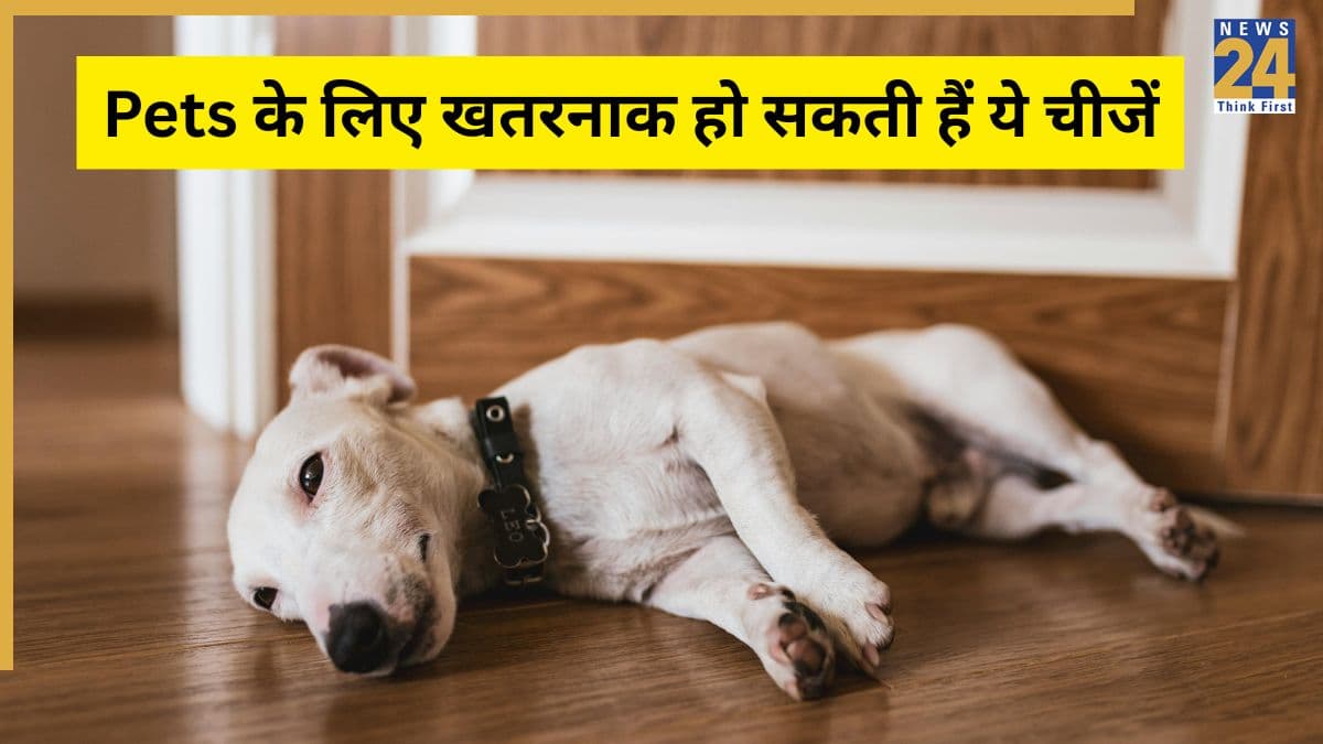 World Animal Welfare Day 2025: घर में हैं पेट्स तो भूलकर भी न रखें ये चीजें, हो सकती हैं खतरनाक