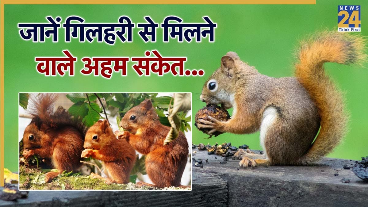 गिलहरी का बार-बार दिखना शुभ या अशुभ? जानें क्या कहता है शकुन शास्त्र