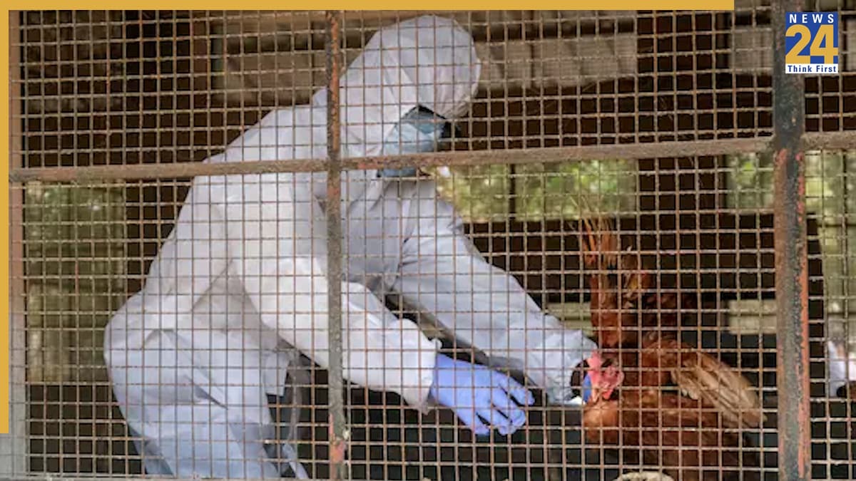 H5N5 बर्ड फ्लू से हुई दुनिया में पहली इंसानी मौत, क्या कोरोना वायरस की तरह ये भी है खतरनाक? जानिए